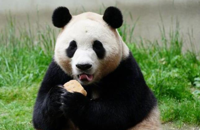 大熊猫“福宝”带火韩国赴四川旅游