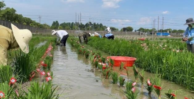 中国科学家发现植物免疫激活新机制